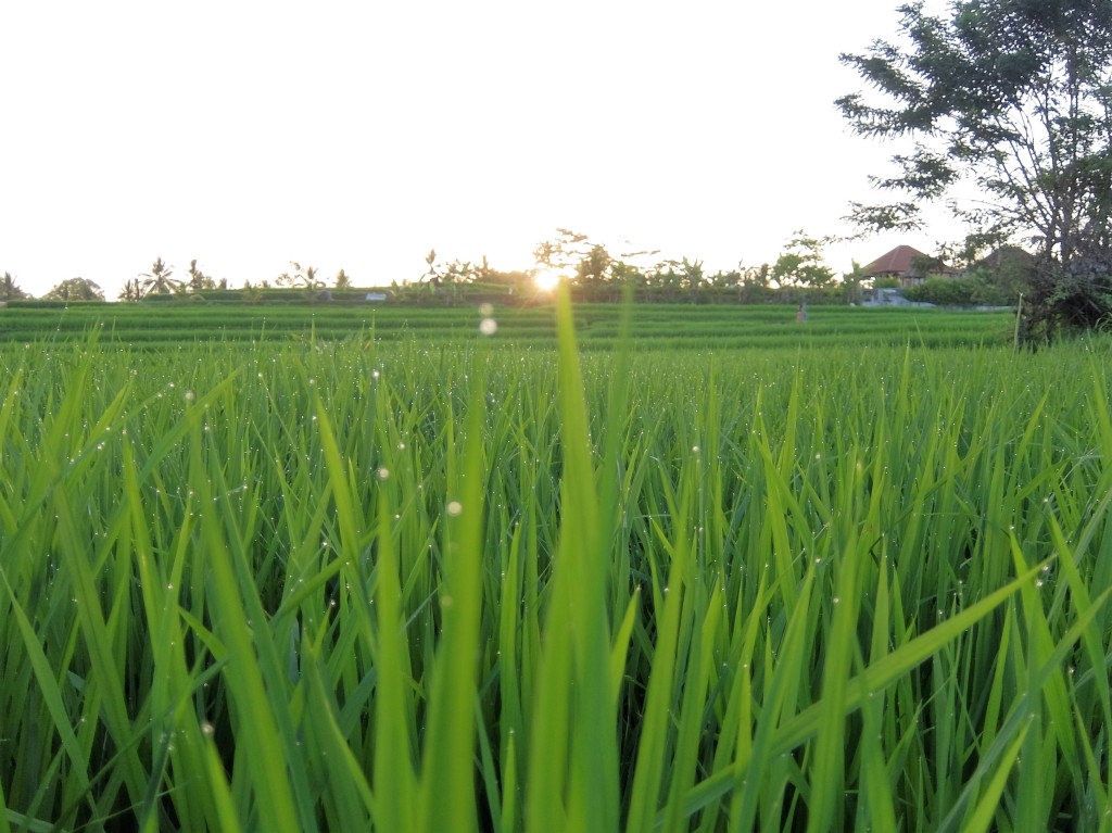 Rice field with setting sun in background